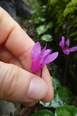 Cyclamen repandum