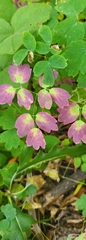 Thalictrum venulosum