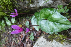 Cyclamen repandum
