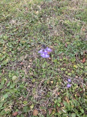 Nuttallanthus canadensis