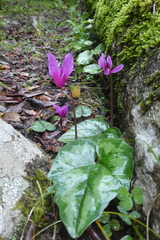 Cyclamen repandum