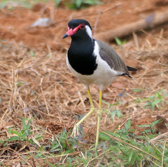 Vanellus indicus atronuchalis