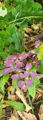 Thalictrum venulosum