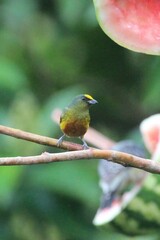 Euphonia gouldi