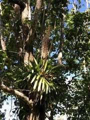 Vriesea macrostachya