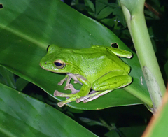 Zhangixalus prasinatus