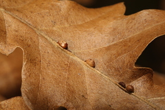 Pseudoneuroterus saliens