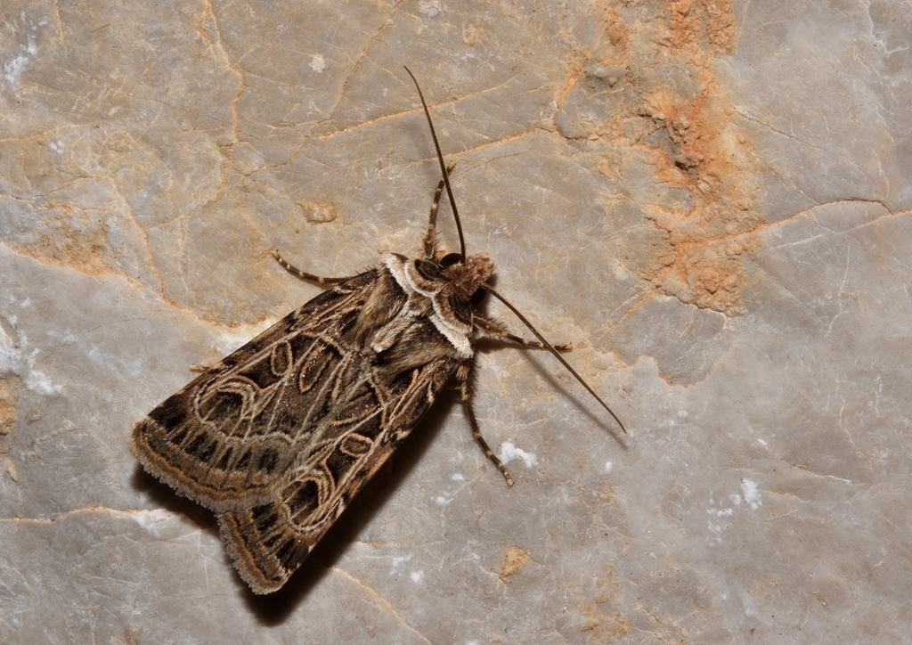 Chersotis anatolica