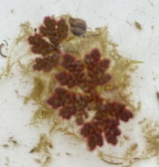 Azolla