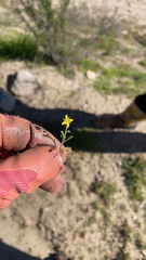 Tropidocarpum gracile