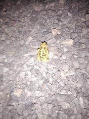 Rhinella atacamensis