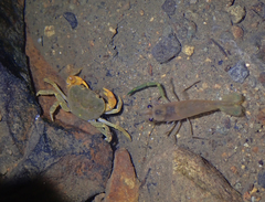 Macrobrachium asperulum