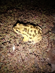 Rhinella atacamensis