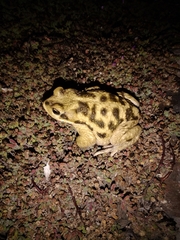 Rhinella atacamensis