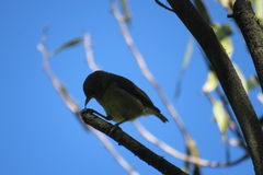 Hemignathus wilsoni