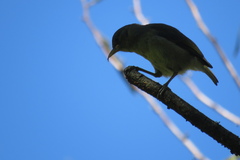 Hemignathus wilsoni