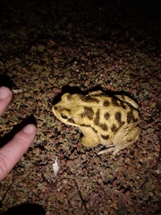 Rhinella atacamensis