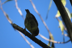 Hemignathus wilsoni