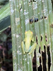 Boana rufitela