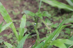 Calvertagrion