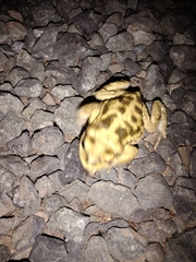 Rhinella atacamensis