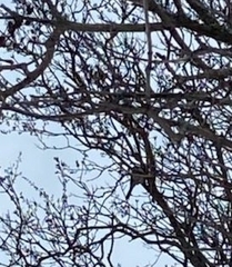 Poecile atricapillus