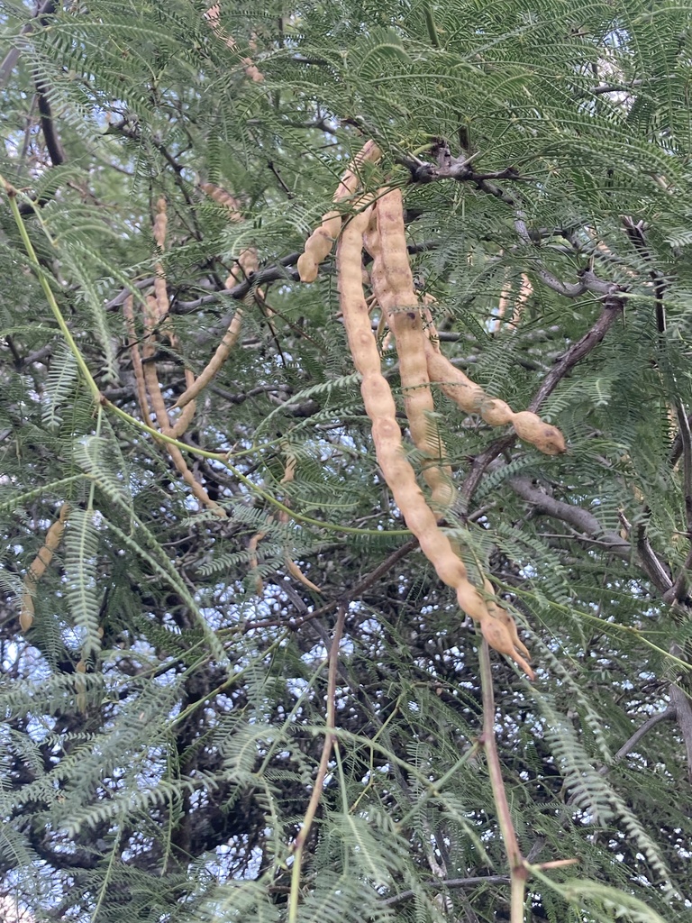 Prosopis nigra (Griseb.) Hieron. 2