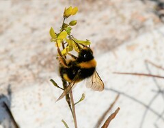 Bombus terrestris lusitanicus