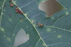Phylloscyrtus