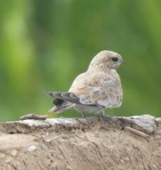 Chordeiles rupestris