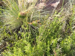 Leonotis ocymifolia