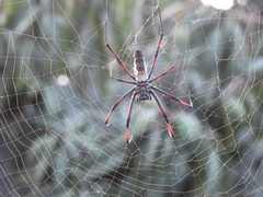 Trichonephila inaurata