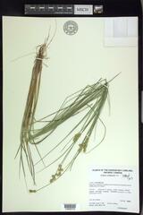 Carex echinata echinata