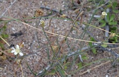 Gutierrezia gilliesii