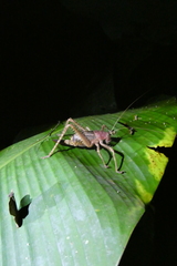 Platyphyllini