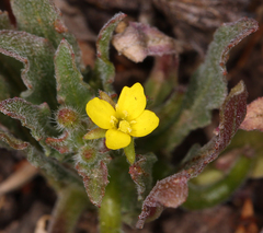 Camissoniopsis intermedia