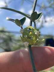 Araujia brachystephana