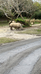 Ceratotherium simum
