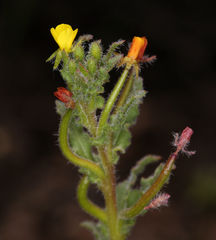 Camissoniopsis intermedia