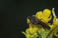 Empis tessellata