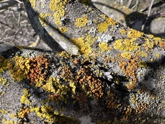 Candelariella rosulans