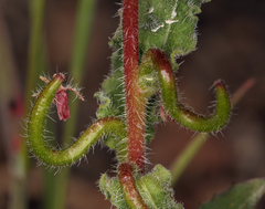 Camissoniopsis intermedia