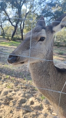 Cervini
