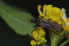 Empis tessellata