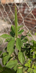 Cleome viscosa