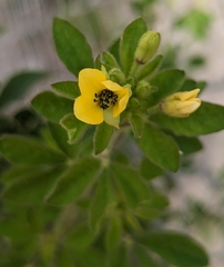 Cleome viscosa