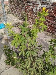 Cleome viscosa