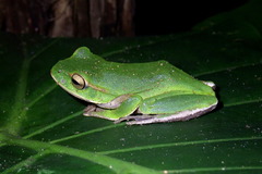 Zhangixalus prasinatus