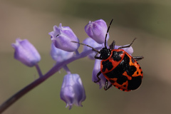 Eurydema spectabilis