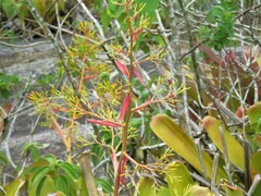 Aechmea leptantha